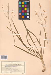 Anthericum ramosum L., Eastern Europe, North Ukrainian region (E11) (Ukraine)