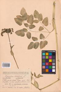 Laserpitium latifolium L., Eastern Europe, Central region (E4) (Russia)