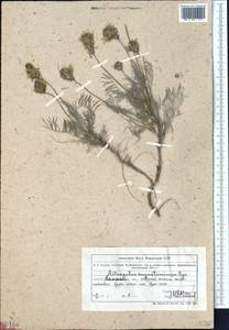 Astragalus angustissimus Bunge, Middle Asia, Muyunkumy, Balkhash & Betpak-Dala (M9) (Kazakhstan)