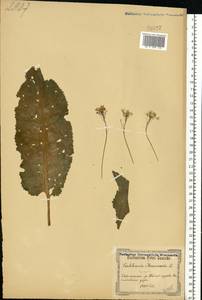 Armoracia rusticana P. Gaertn., B. Mey. & Scherb., Eastern Europe, North Ukrainian region (E11) (Ukraine)