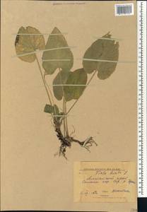 Viola hirta L., Middle Asia, Caspian Ustyurt & Northern Aralia (M8) (Kazakhstan)