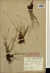 Carex tenuiflora Wahlenb., Caucasus, Stavropol Krai, Karachay-Cherkessia & Kabardino-Balkaria (K1b) (Russia)