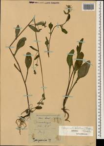 Campanula sibirica subsp. elatior (Fomin) Fed., Caucasus, Dagestan (K2) (Russia)
