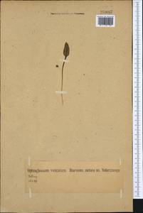 Ophioglossum vulgatum L., Western Europe (EUR) (Germany)