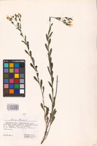 Linum flavum L., Eastern Europe, Central region (E4) (Russia)