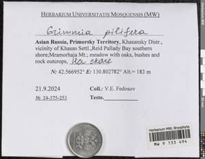 Grimmia pilifera P. Beauv., Bryophytes, Bryophytes - Russian Far East (excl. Chukotka & Kamchatka) (B20) (Russia)