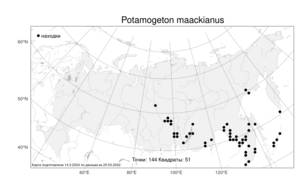 Potamogeton maackianus A.Benn., Atlas of the Russian Flora (FLORUS) (Russia)