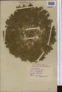 Frankenia pulverulenta, Middle Asia, Syr-Darian deserts & Kyzylkum (M7) (Uzbekistan)