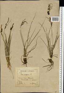 Carex nigra (L.) Reichard, Eastern Europe, Central forest-and-steppe region (E6) (Russia)