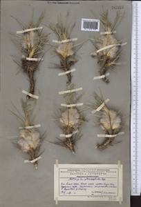 Astragalus pterocephalus Bunge, Middle Asia, Western Tian Shan & Karatau (M3) (Kazakhstan)