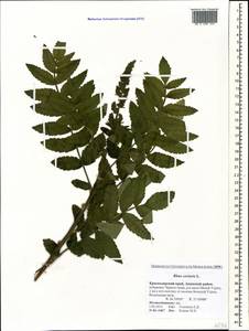 Rhus coriaria L., Caucasus, Krasnodar Krai & Adygea (K1a) (Russia)