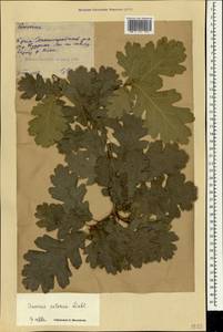 Quercus petraea (Matt.) Liebl., Crimea (KRYM) (Russia)