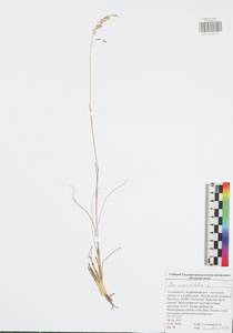 Poa angustifolia L., Eastern Europe, Central region (E4) (Russia)