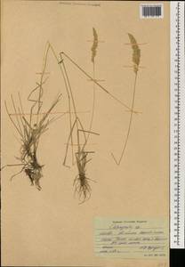 Calamagrostis, Mongolia (MONG) (Mongolia)