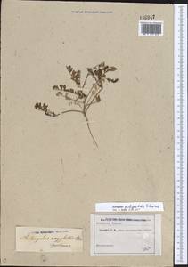 Astragalus oxyglottis Steven ex M.Bieb., Eastern Europe (no precise locality) (E0) (Not classified)