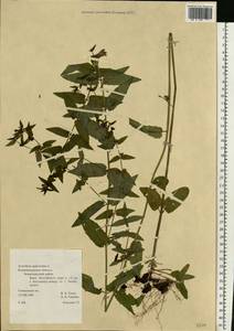 Scutellaria galericulata L., Eastern Europe, North-Western region (E2) (Russia)