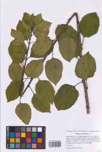 Rhamnus cathartica L., Eastern Europe, Moscow region (E4a) (Russia)