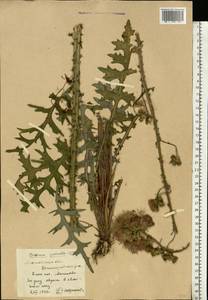 Cirsium palustre (L.) Scop., Eastern Europe, Moscow region (E4a) (Russia)