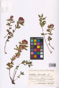 Trifolium lupinaster L., Eastern Europe, Eastern region (E10) (Russia)