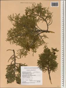 Juniperus phoenicea L., South Asia, South Asia (Asia outside ex-Soviet states and Mongolia) (ASIA) (Cyprus)