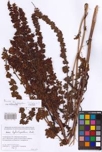 Rumex, Eastern Europe, Lower Volga region (E9) (Russia)