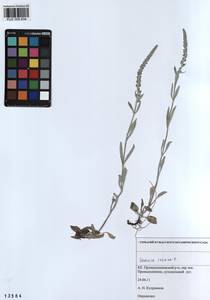 Veronica incana L., Siberia, Altai & Sayany Mountains (S2) (Russia)