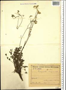 Pimpinella tragium Vill., Caucasus, Armenia (K5) (Armenia)