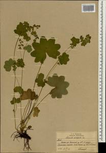 Alchemilla schistophylla Juz., Eastern Europe, Moscow region (E4a) (Russia)