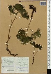 Paeonia tenuifolia L., Caucasus, Dagestan (K2) (Russia)