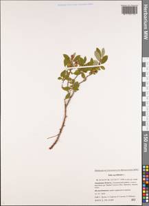 Salix myrtilloides L., Siberia, Russian Far East (S6) (Russia)