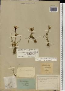 Gagea reticulata (Pall.) Schult. & Schult.f., Eastern Europe, Lower Volga region (E9) (Russia)