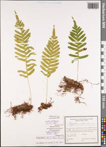 Polypodium interjectum Shivas, South Asia, South Asia (Asia outside ex-Soviet states and Mongolia) (ASIA) (Iran)