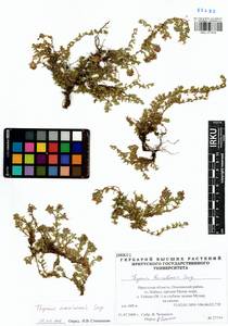 Thymus eravinensis Serg., Siberia, Baikal & Transbaikal region (S4) (Russia)