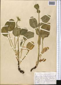 Doronicum turkestanicum Cavill., Middle Asia, Dzungarian Alatau & Tarbagatai (M5) (Kazakhstan)