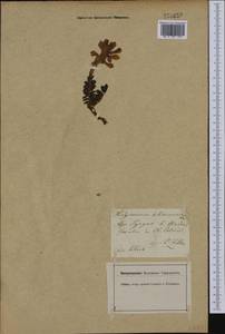 Hedysarum hedysaroides (L.)Schinz & Thell., Western Europe (EUR) (Austria)