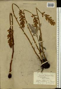 Orobanche alsatica subsp. libanotidis (Ruprecht) Pusch, Eastern Europe, Moscow region (E4a) (Russia)
