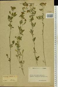 Medicago sativa L., Eastern Europe, Rostov Oblast (E12a) (Russia)