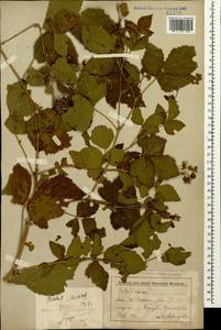 Rubus caesius L., Caucasus, Stavropol Krai, Karachay-Cherkessia & Kabardino-Balkaria (K1b) (Russia)