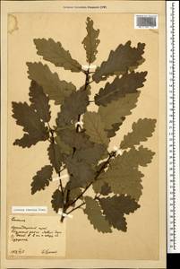 Quercus petraea subsp. polycarpa (Schur) Soó, Caucasus, Krasnodar Krai & Adygea (K1a) (Russia)