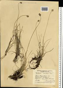 Sesleria coerulans Friv., Eastern Europe, West Ukrainian region (E13) (Ukraine)