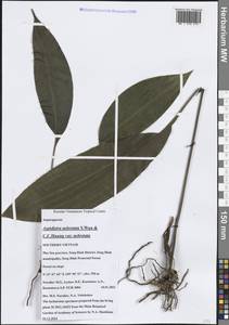 Aspidistra subrotata Y.Wan & C.C.Huang, South Asia, South Asia (Asia outside ex-Soviet states and Mongolia) (ASIA) (Vietnam)