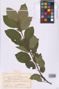Prunus virginiana L., Eastern Europe, Moscow region (E4a) (Russia)