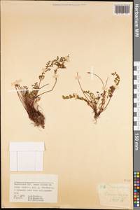 Polypodiopsida, Middle Asia, Pamir & Pamiro-Alai (M2) (Tajikistan)