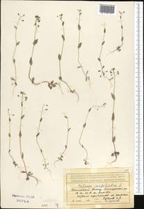 Microthlaspi perfoliatum (L.) F.K.Mey., Middle Asia, Northern & Central Tian Shan (M4) (Kazakhstan)