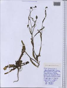 Picris pauciflora Willd., Caucasus, Black Sea Shore (from Novorossiysk to Adler) (K3) (Russia)