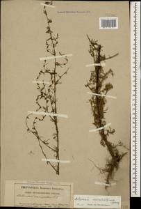 Artemisia marschalliana Spreng., Caucasus, Dagestan (K2) (Russia)