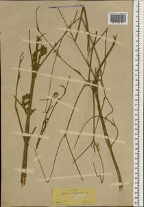 Cephalaria transsylvanica (L.) Schrad. ex Roem. & Schult., South Asia, South Asia (Asia outside ex-Soviet states and Mongolia) (ASIA) (Turkey)
