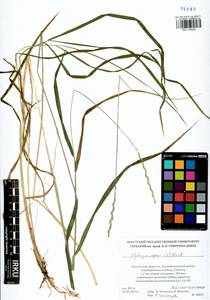 Elymus repens (L.) Gould, Siberia, Baikal & Transbaikal region (S4) (Russia)