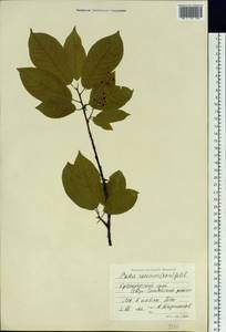 Prunus padus L., Siberia, Central Siberia (S3) (Russia)
