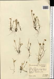 Eremopyrum triticeum (Gaertn.) Nevski, Eastern Europe, Eastern region (E10) (Russia)